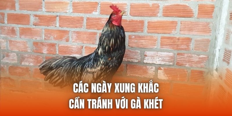 Các ngày xung khắc cần tránh với gà khét