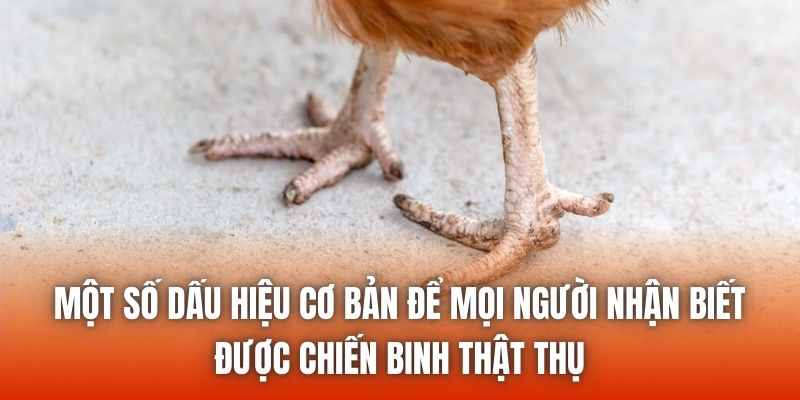 Một số dấu hiệu cơ bản để mọi người nhận biết được chiến binh thật thụ