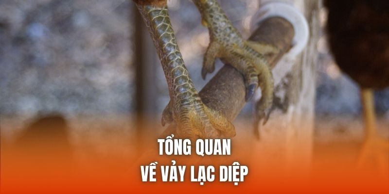 Phổ biến cách để bạn nhận diện chiến kê mang lạc diệp