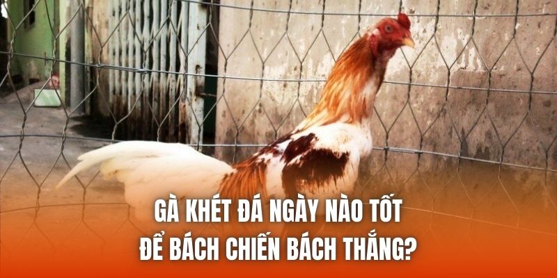 Sơ lược về gà khét đá ngày nào tốt dưới góc nhìn ngũ hành